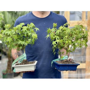 Javor dlaňolistý (Acer palmatum) - výška 30 cm, BONSAJ MISA